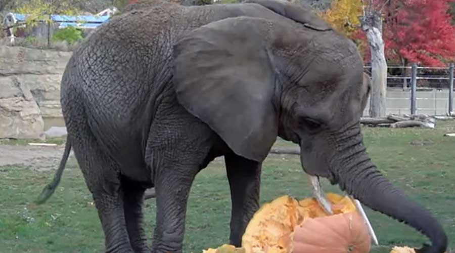 Elephants at Zoo smash pumpkins in viral video