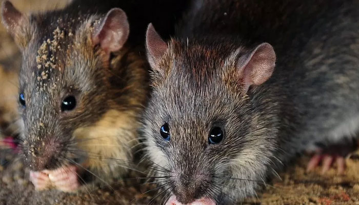 Indian rats consumed seized marijuana from police stations, Police blames
