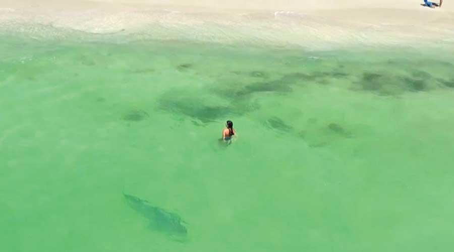 Beachgoers in Australia left terrified after Tiger shark was spotted close to swimmers