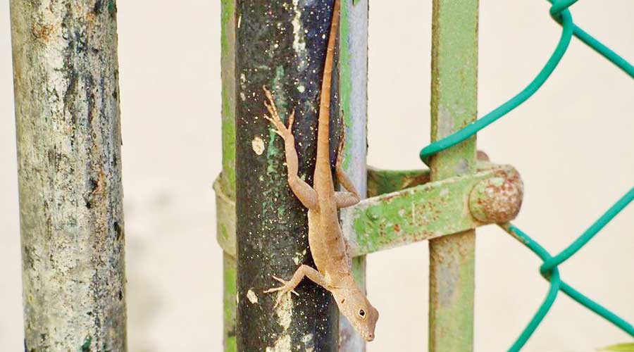 Forest lizards genetically morph to survive life in the city