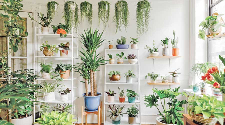 Heres How to Bright Up Your Space with Indoor Flowering Plants