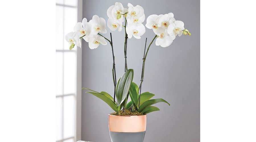 Heres How to Bright Up Your Space with Indoor Flowering Plants
