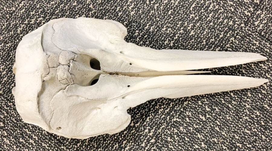 Dolphin skull found in luggage at Detroit Metro airport