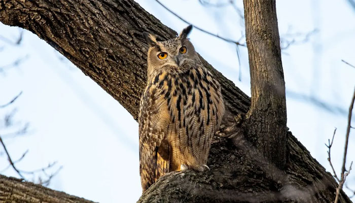 Owl escapes from zoo, becomes New York celebrity
