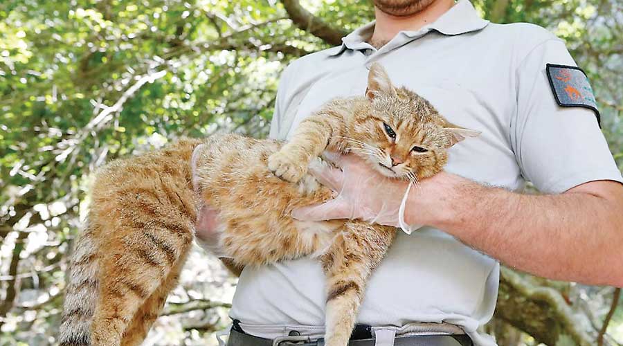 Corsican cat-fox revealed as unique species