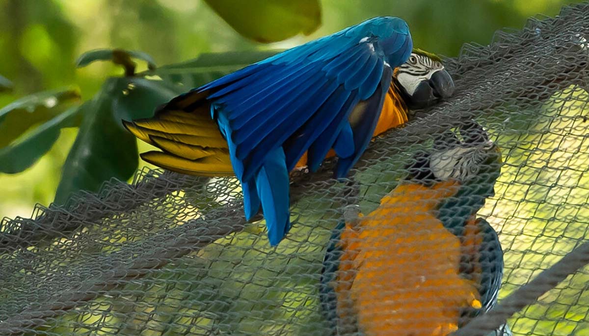 Captive parrots seeking companionship through video chats