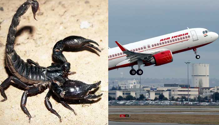 Air India flight passenger stung by Scorpion